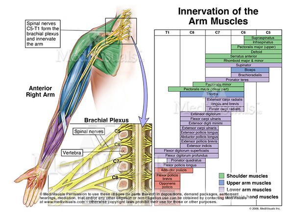 Understanding The Brachial Plexus Injury Part 1 Medivisuals Inc ...