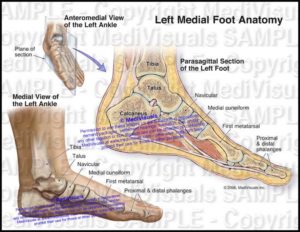 Left Medial Foot Anatomy - Medivisuals Inc.