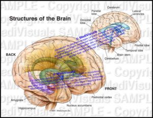 Structures of the Brain - Medivisuals Inc.