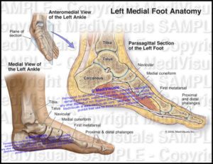 Left foot Anatomy - Medivisuals Inc.