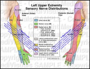 Sensory Nerve Distributions of the Left Arm and Hand - Medivisuals Inc.