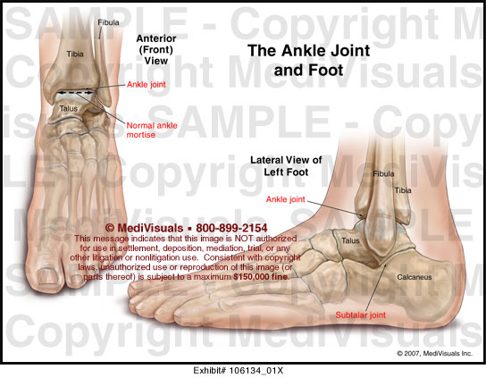 Basics Of Anatomy: Ankle Joint Moushu's Pilates Studio
