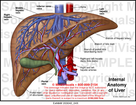 メールを】 Atlas of Applied Internal Liver Anatomy：AJIMURA-SHOP