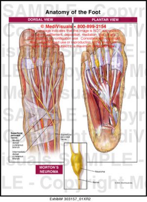 Anatomy of the Foot - Medivisuals Inc.