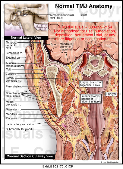 Normal TMJ Anatomy | Medivisuals Inc.