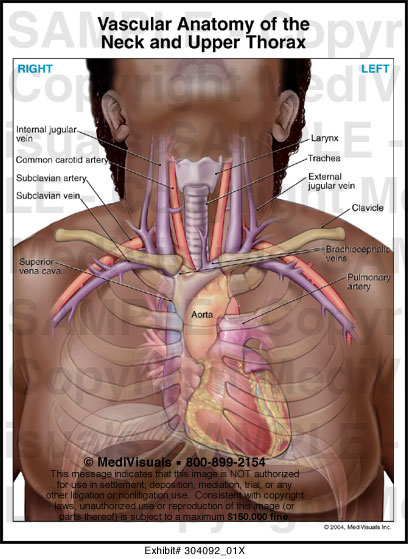 Vascular Anatomy of the Neck and Upper Thorax - Medivisuals Inc.