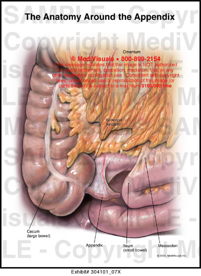 The Anatomy around the Appendix - Medivisuals Inc.