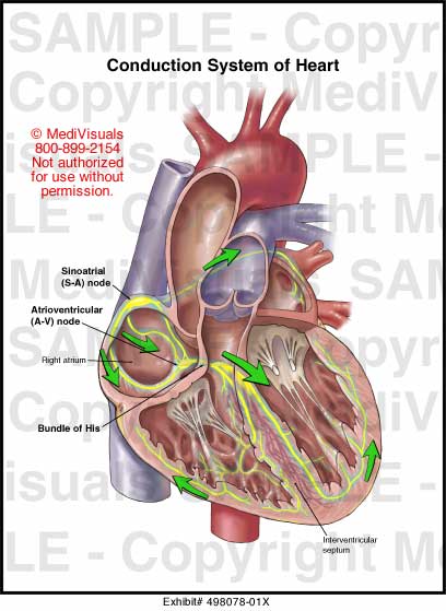 Conduction System of Heart | Medivisuals Inc.