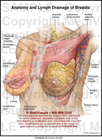 Anatomy and Lymph Drainage of Breasts - Medivisuals Inc.